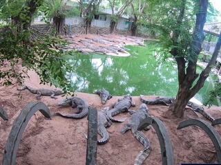 Crocodiles Munching And Thai Gf Cumming